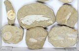 Flat: Cretaceous Marine Vertebrate Fossils - Pieces #96113-1
